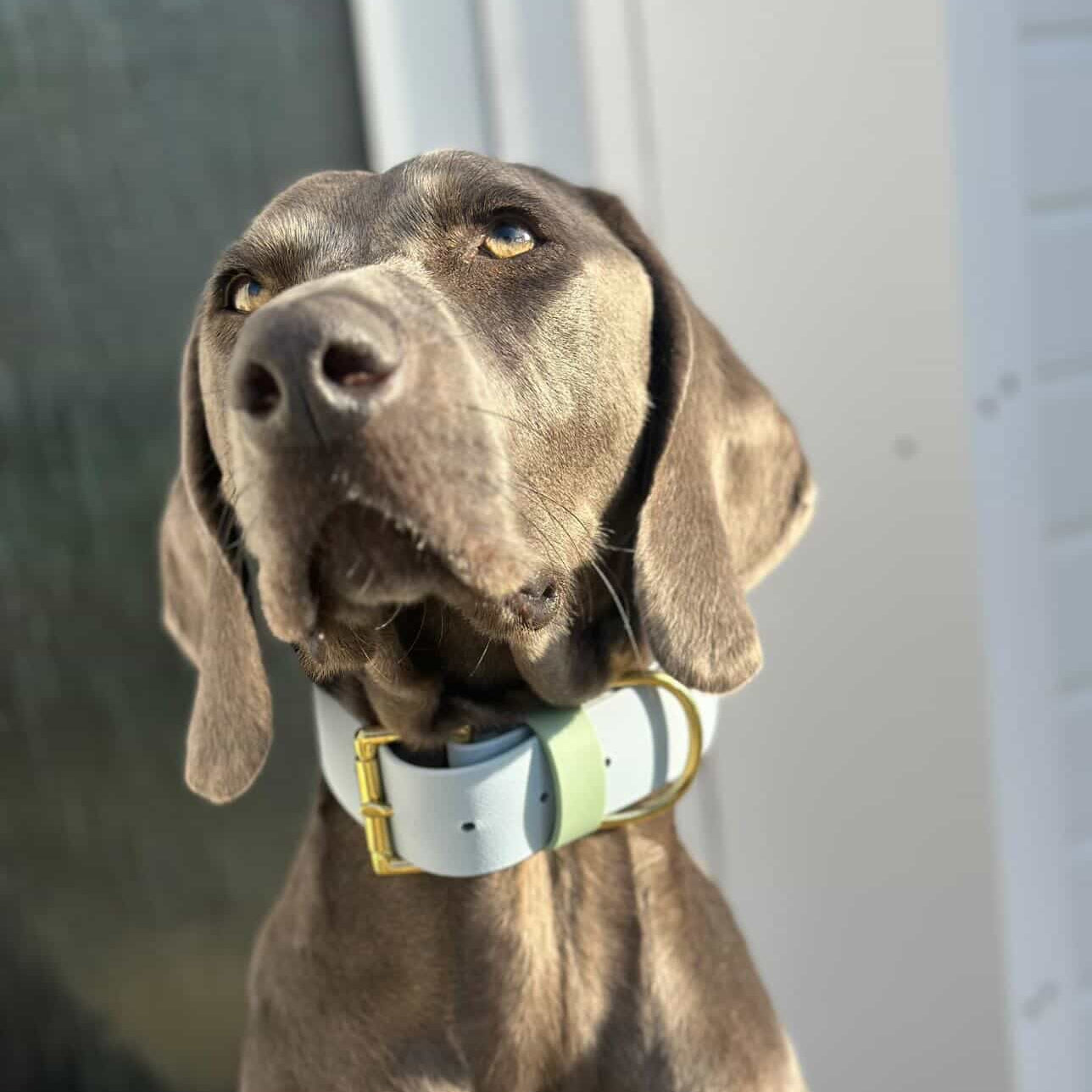 Lennie Wide 38mm BioThane® Collar