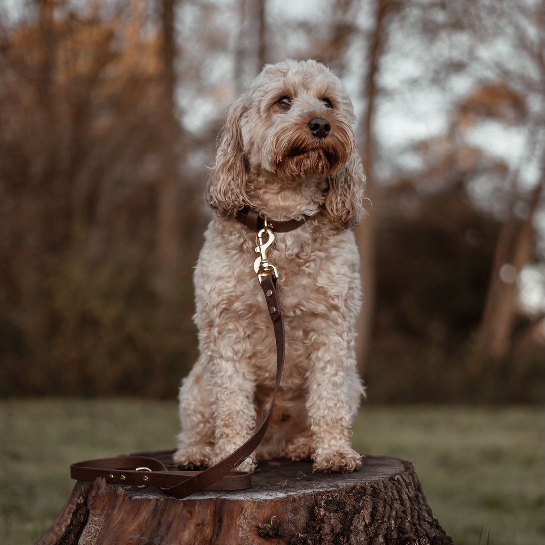 Dark Brown BioThane® Collar