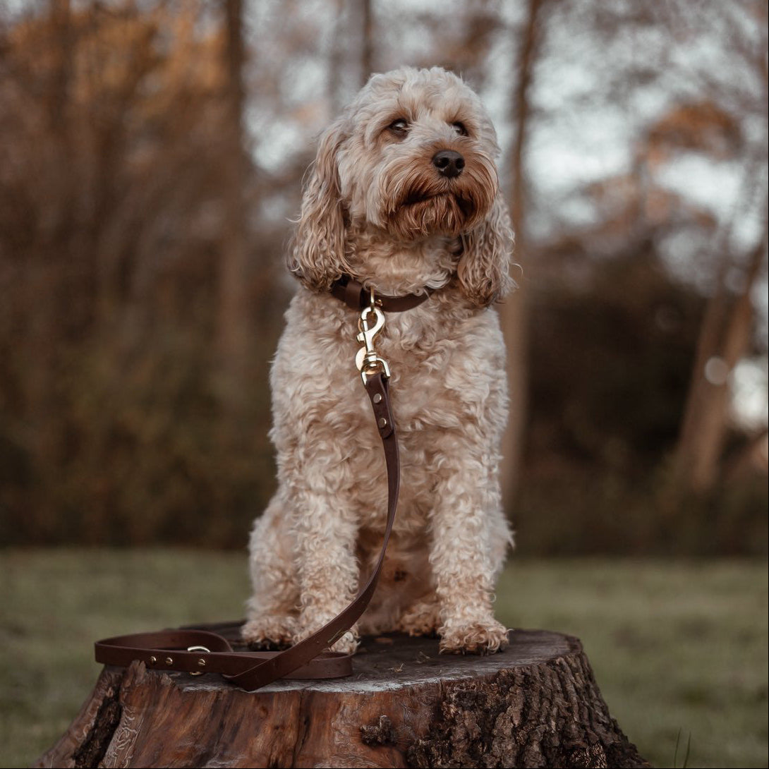 Dark Brown BioThane® Lead