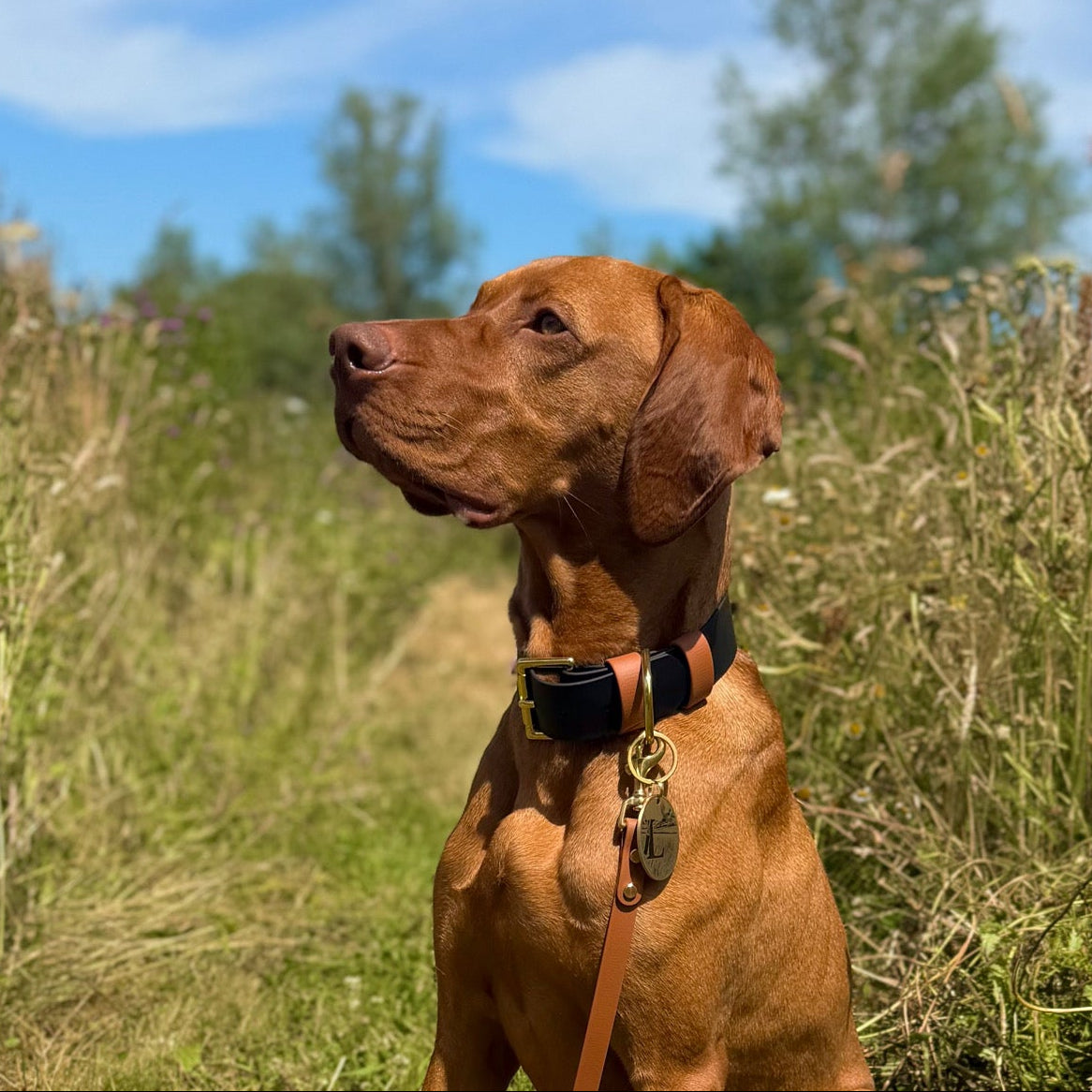 Castor Fire Wide 38mm BioThane® Collar