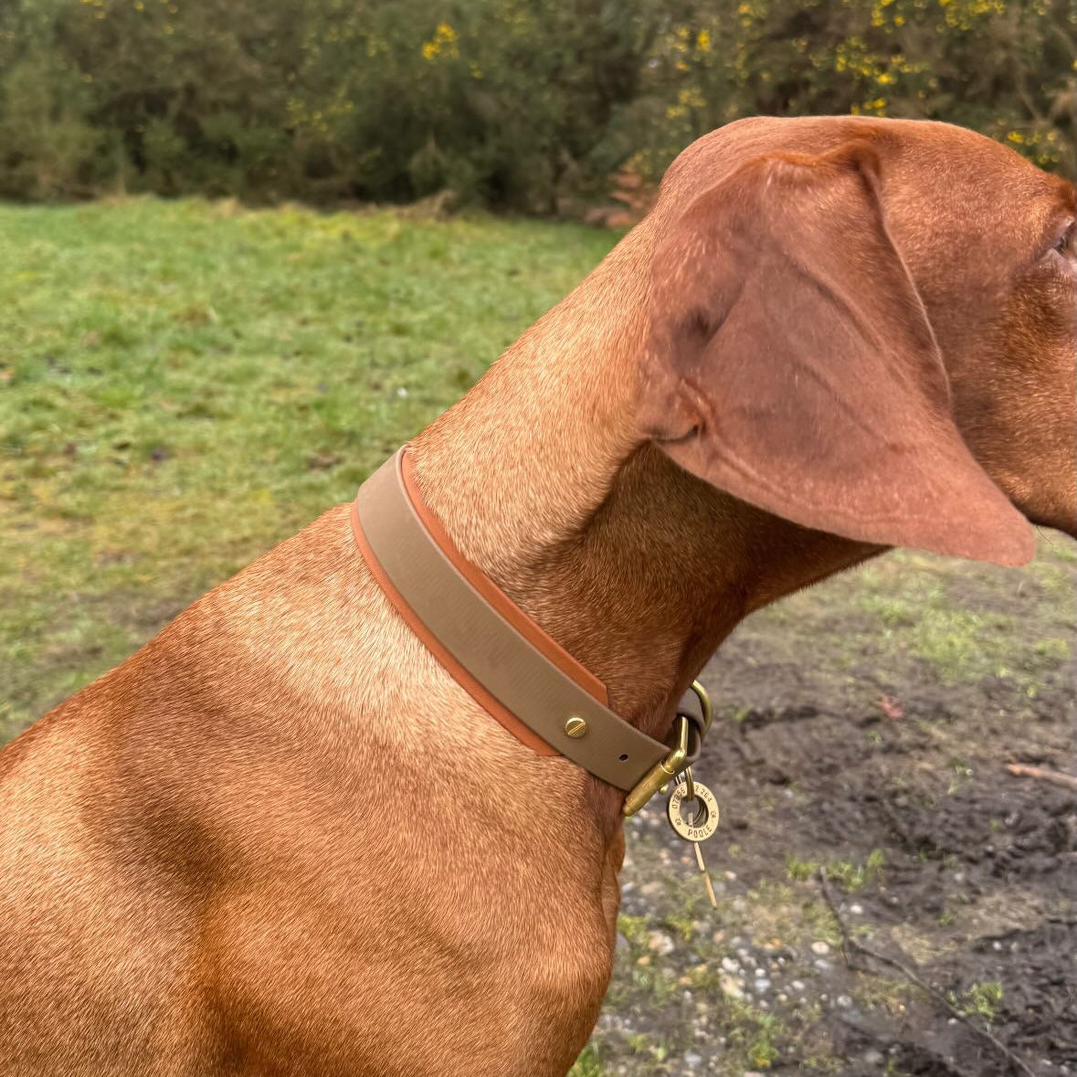 Gunner BioThane® Hound Style Collar