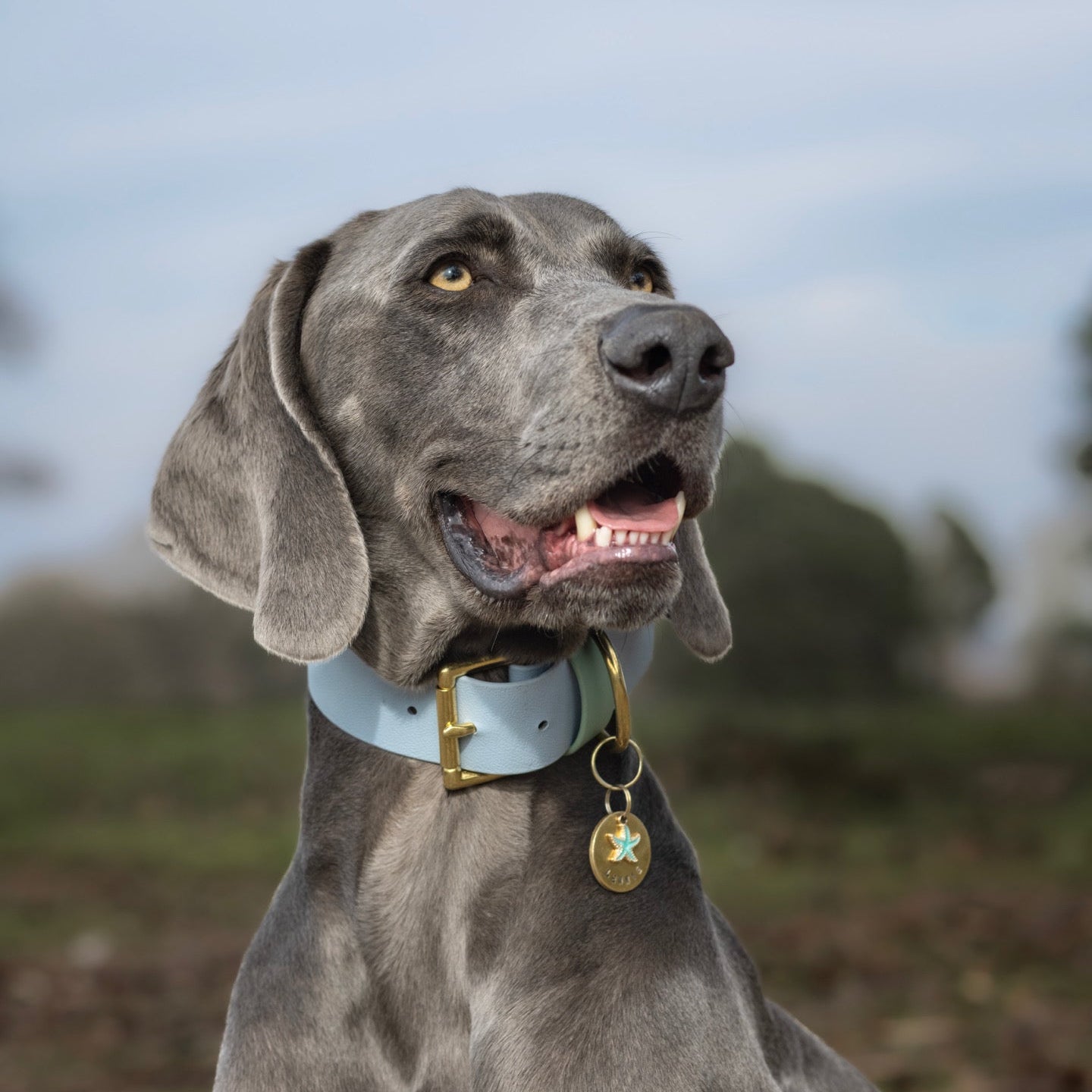 Lennie Wide 38mm BioThane® Collar