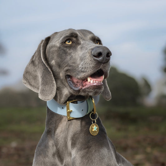Lennie Wide 38mm BioThane® Collar