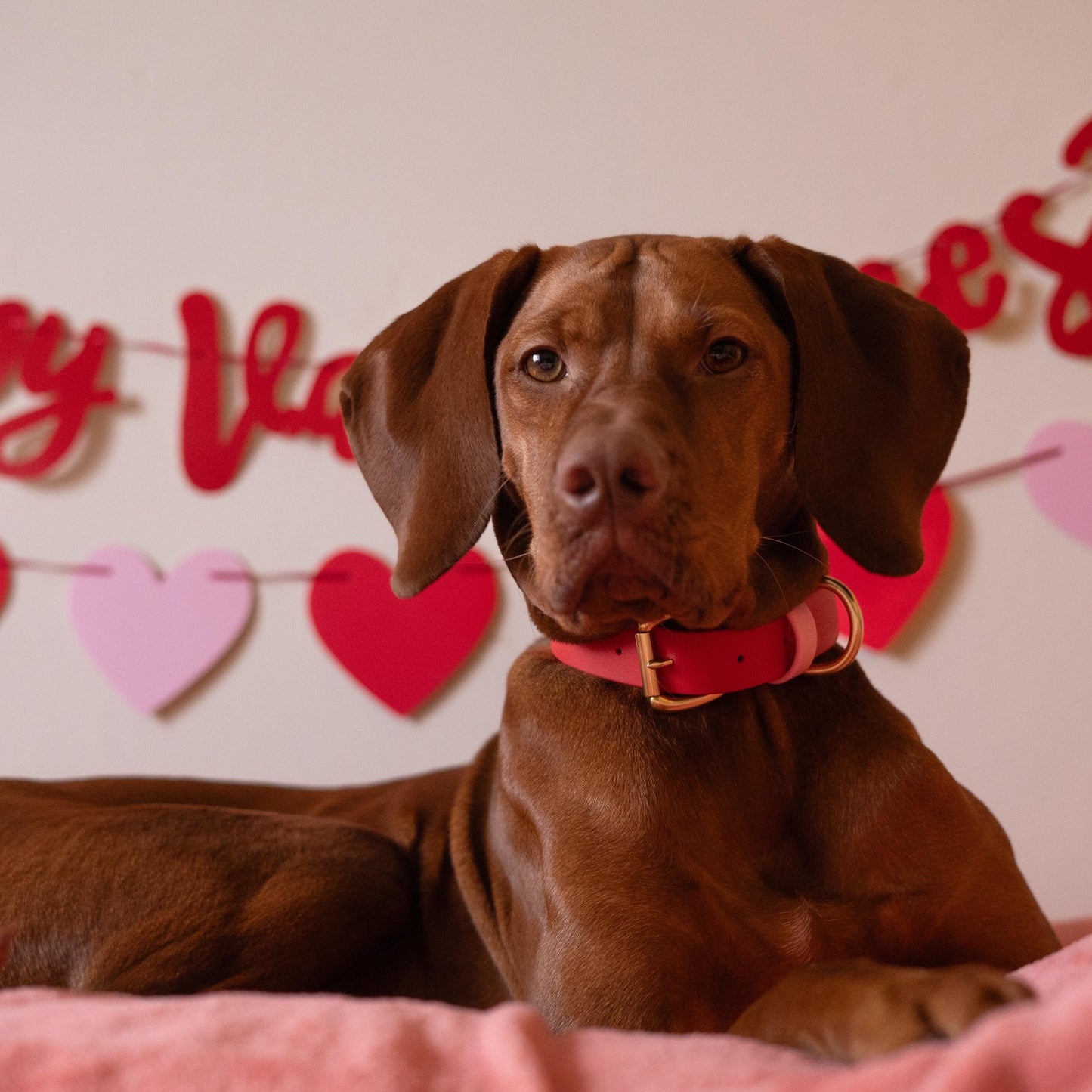 Love Colourblock BioThane® Collar