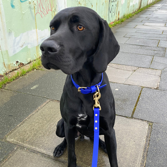 Primary Blue BioThane® Collar