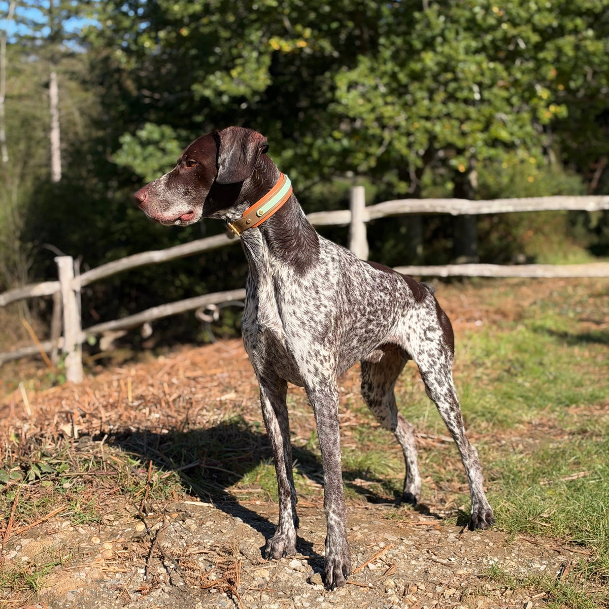 Norman BioThane® Hound Style Collar