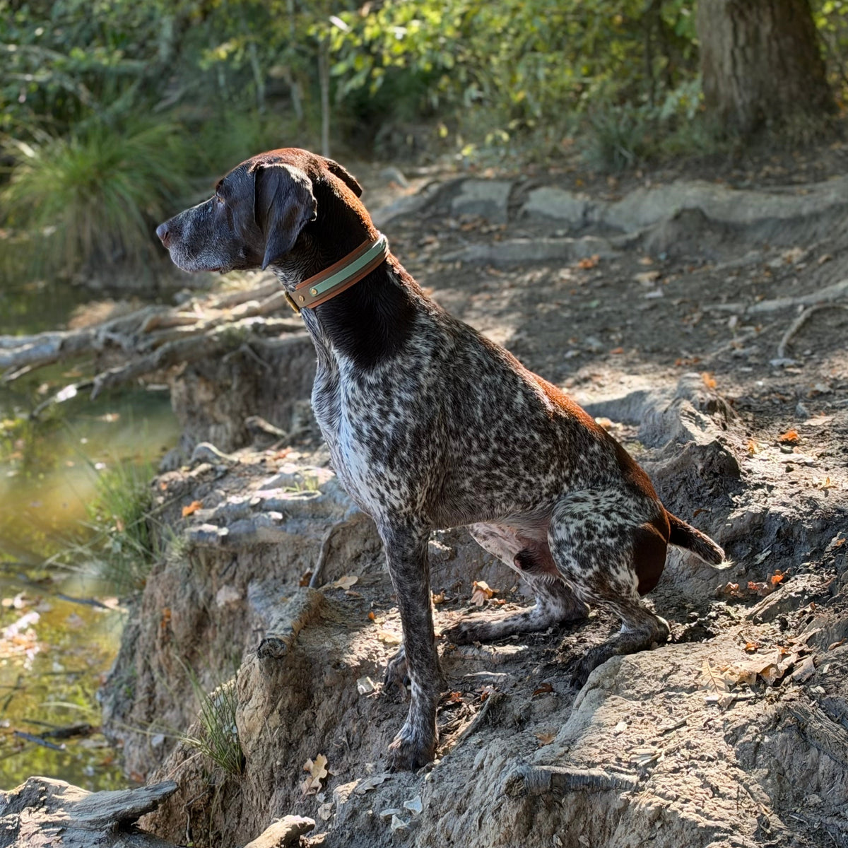 Norman BioThane® Hound Style Collar