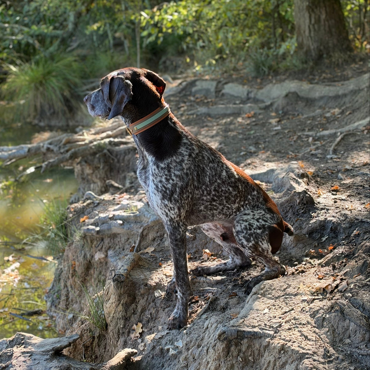 Norman BioThane® Hound Style Collar