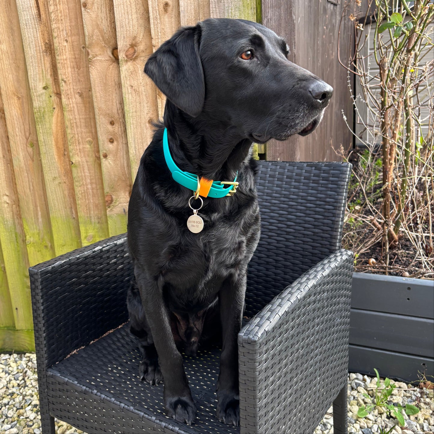 Babble Turquoise Colourblock BioThane® Collar