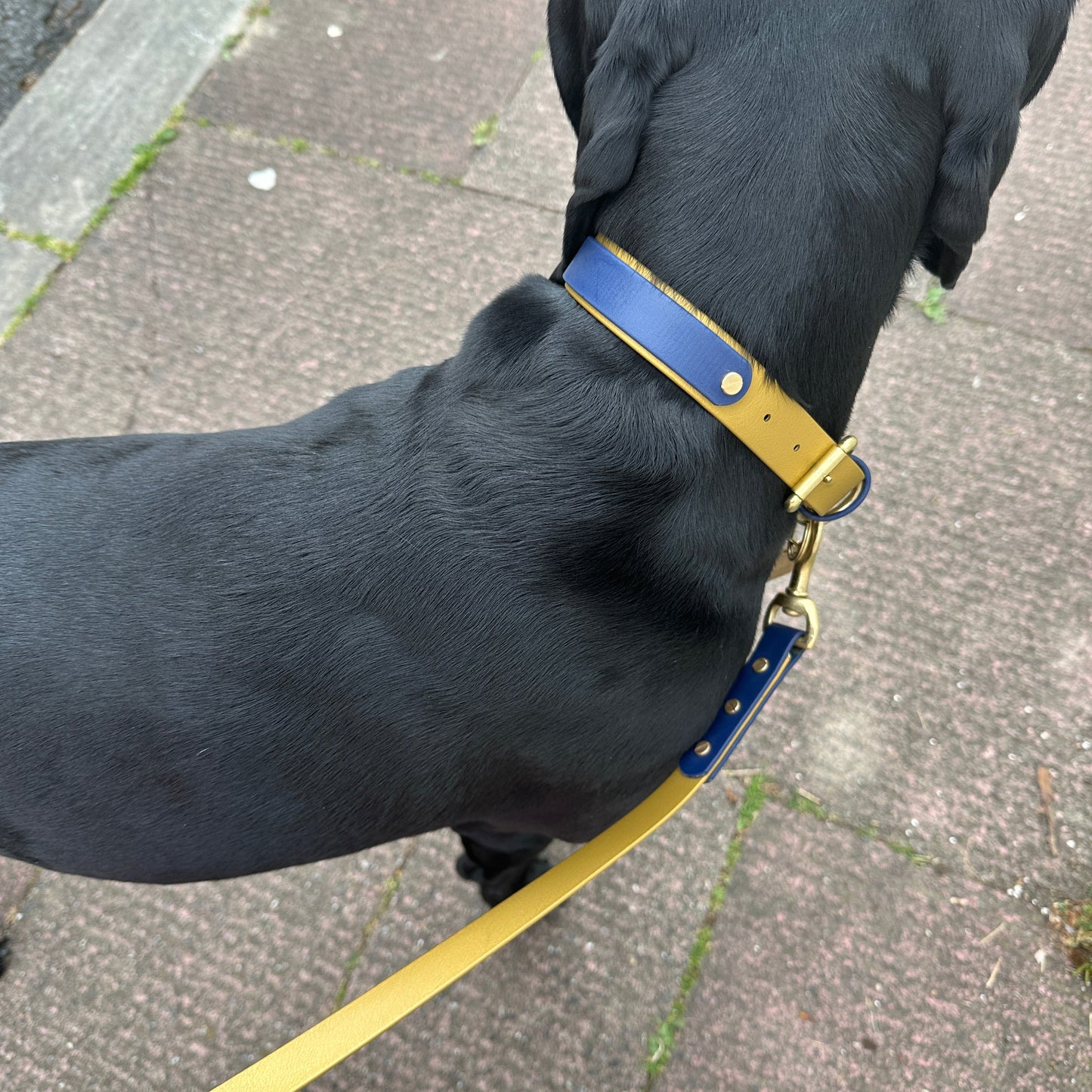 Colourband Collar Add On