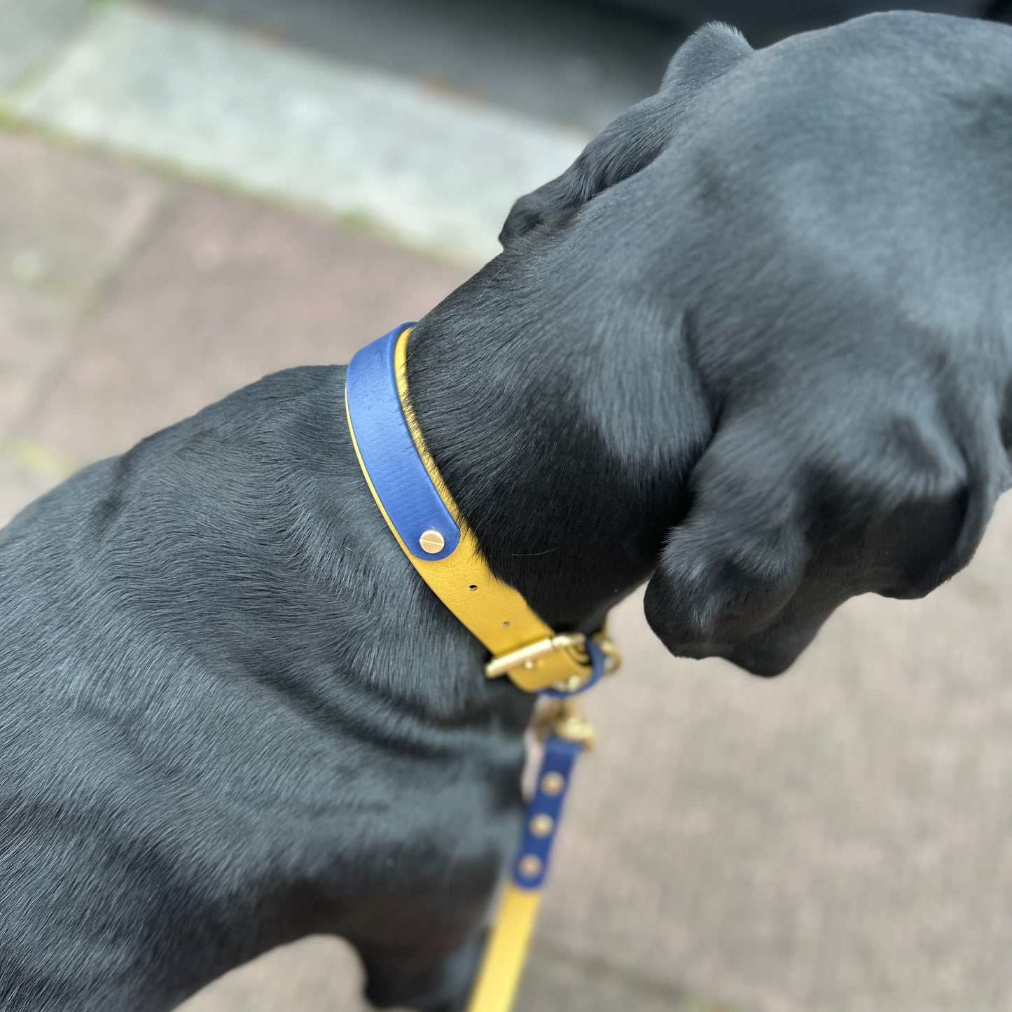 Colourband Collar Add On