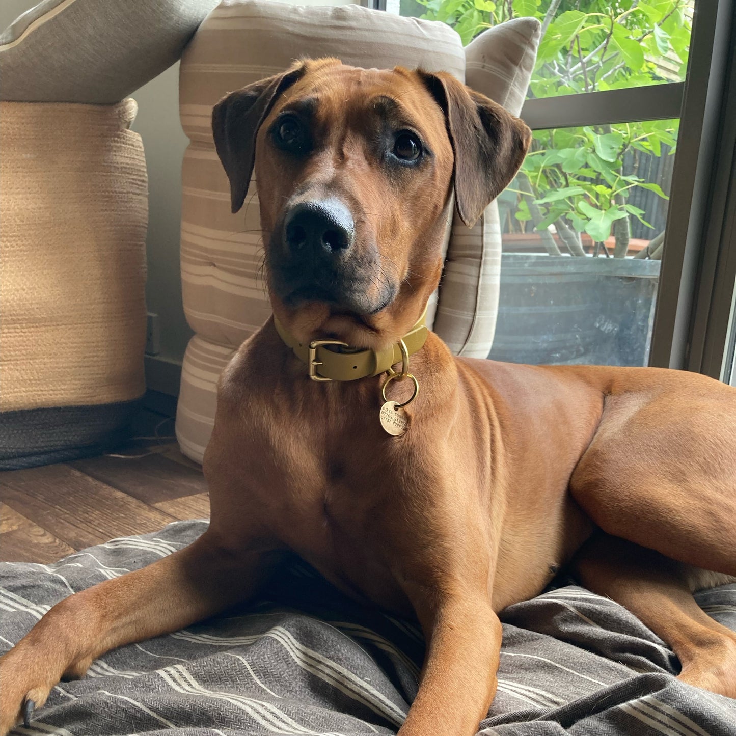 Gold BioThane® Collar