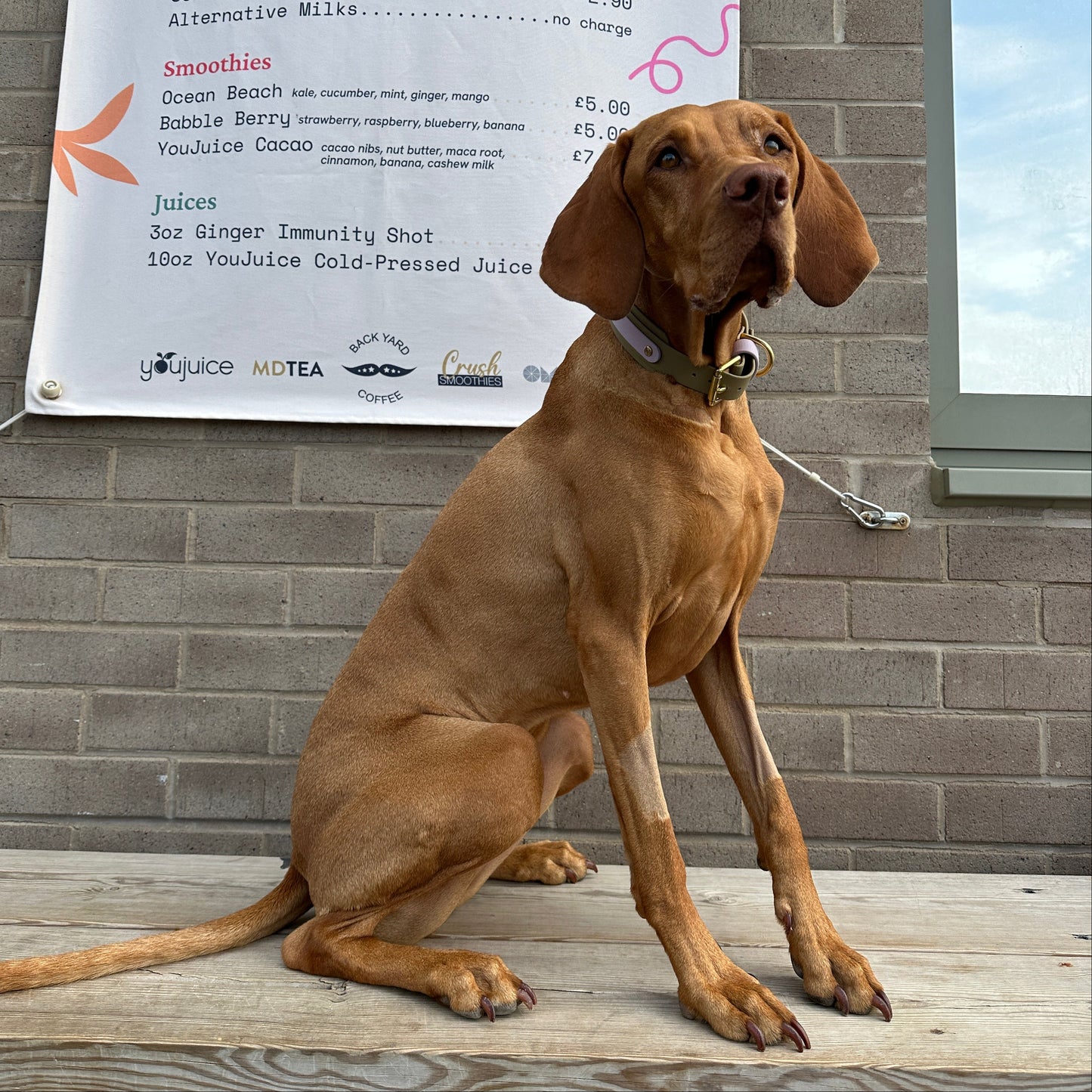 Juno BioThane® Hound Style Collar