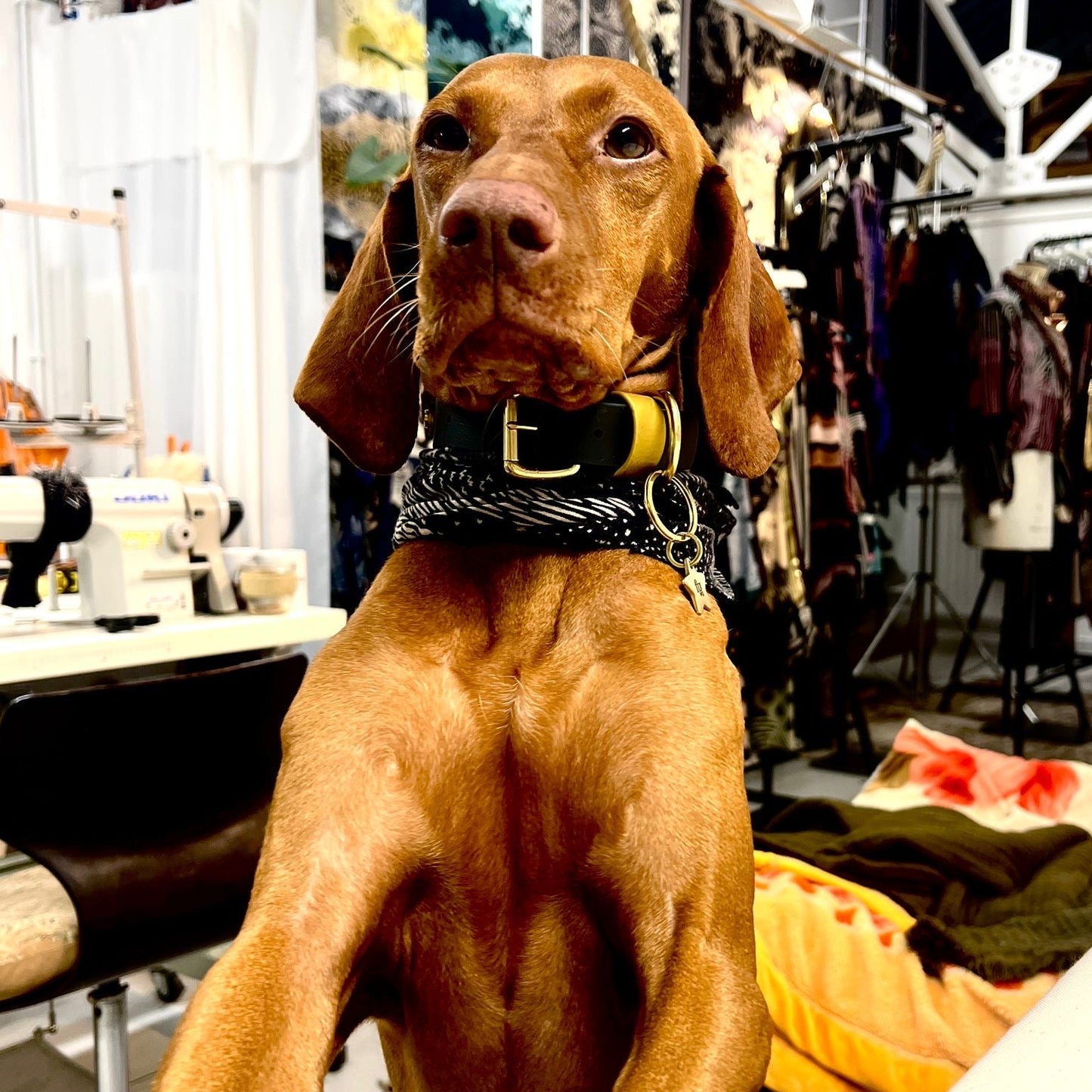 Sophie Darling  X  Franks Goods BioThane® Collar