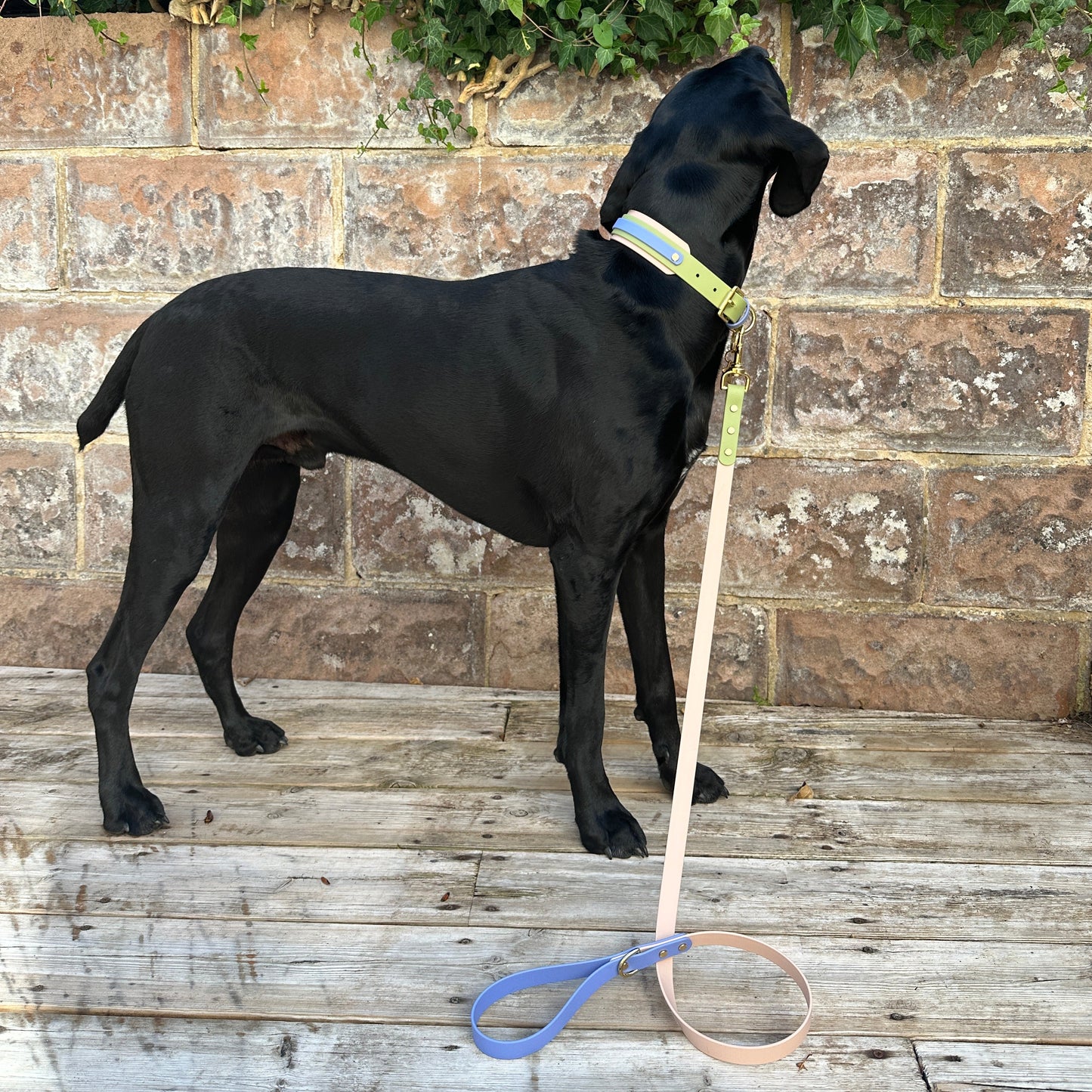Blueberry Matcha BioThane® Hound Style Collar