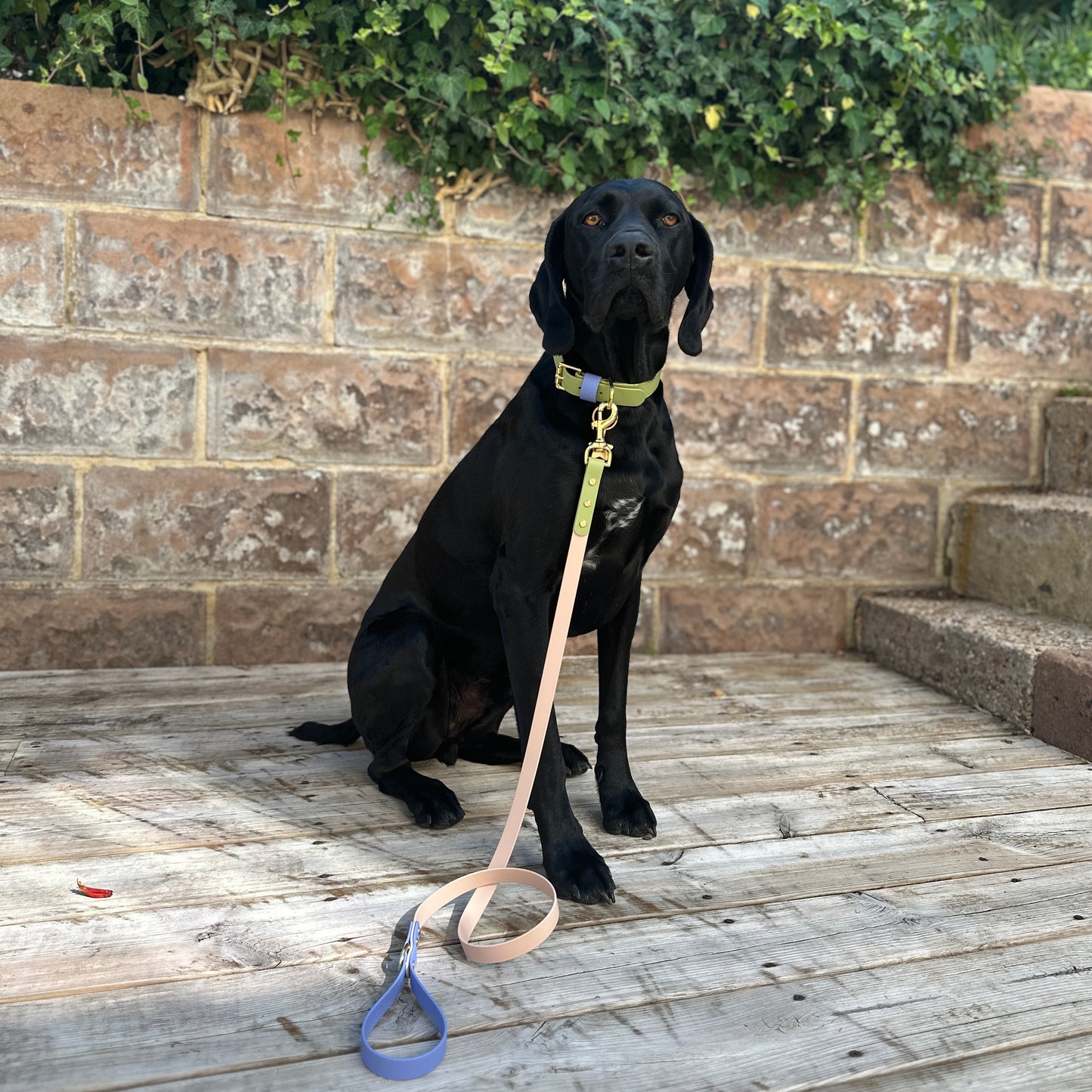 Blueberry Matcha BioThane® Hound Style Collar