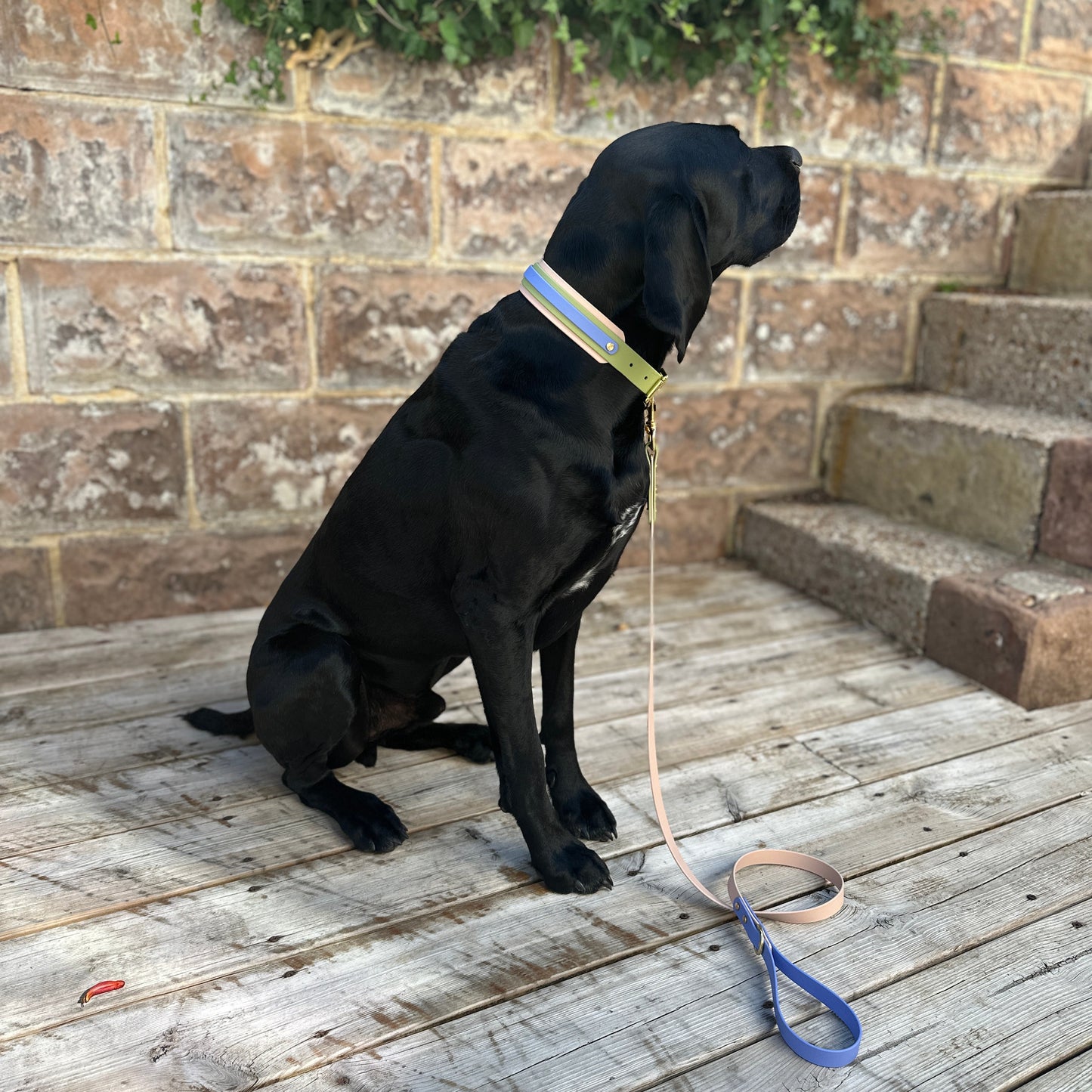 Blueberry Matcha BioThane® Hound Style Collar