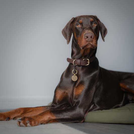 Dark Brown BioThane® Collar