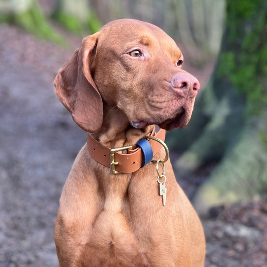 Bud Wide 38mm BioThane® Collar