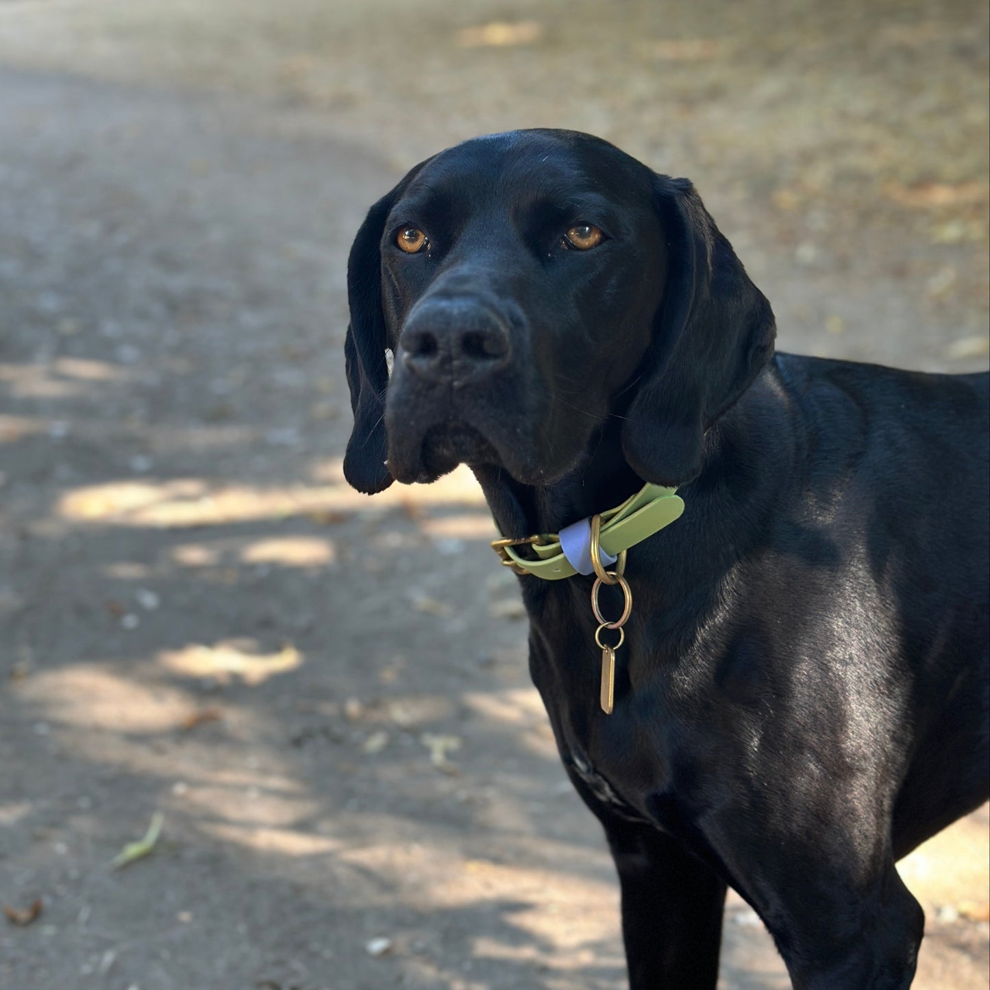 Blueberry Matcha BioThane® Hound Style Collar