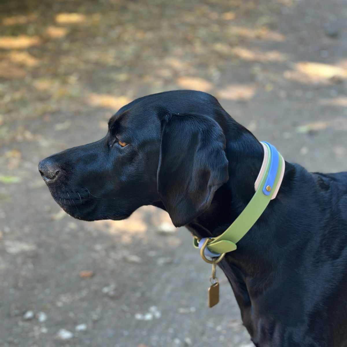 Blueberry Matcha BioThane® Hound Style Collar