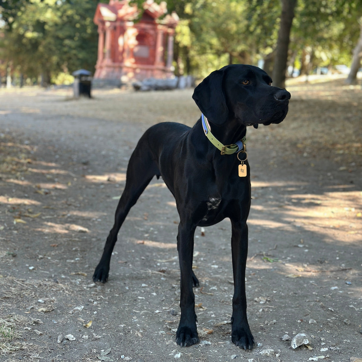 Blueberry Matcha BioThane® Hound Style Collar