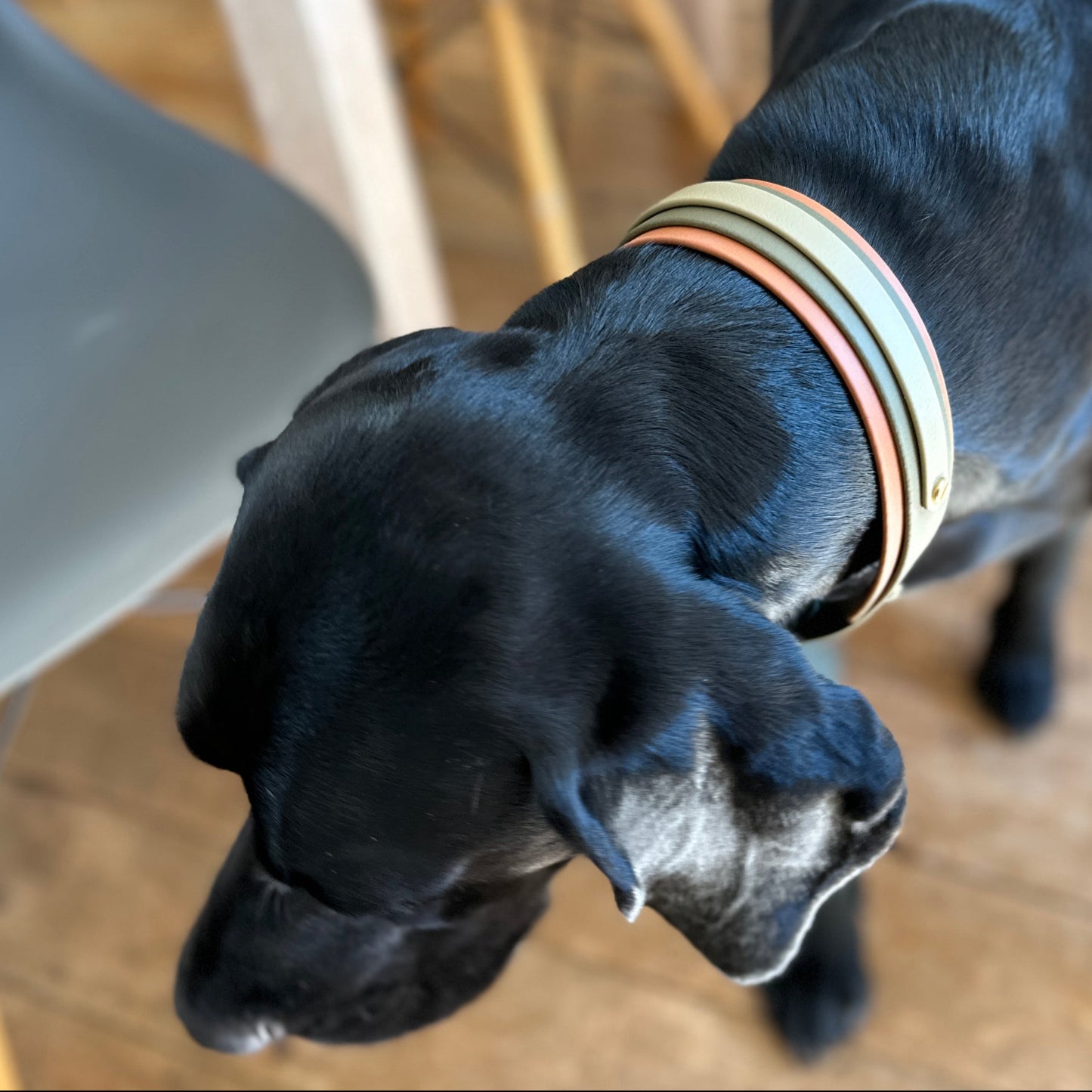 Daniel BioThane® Hound Style Collar