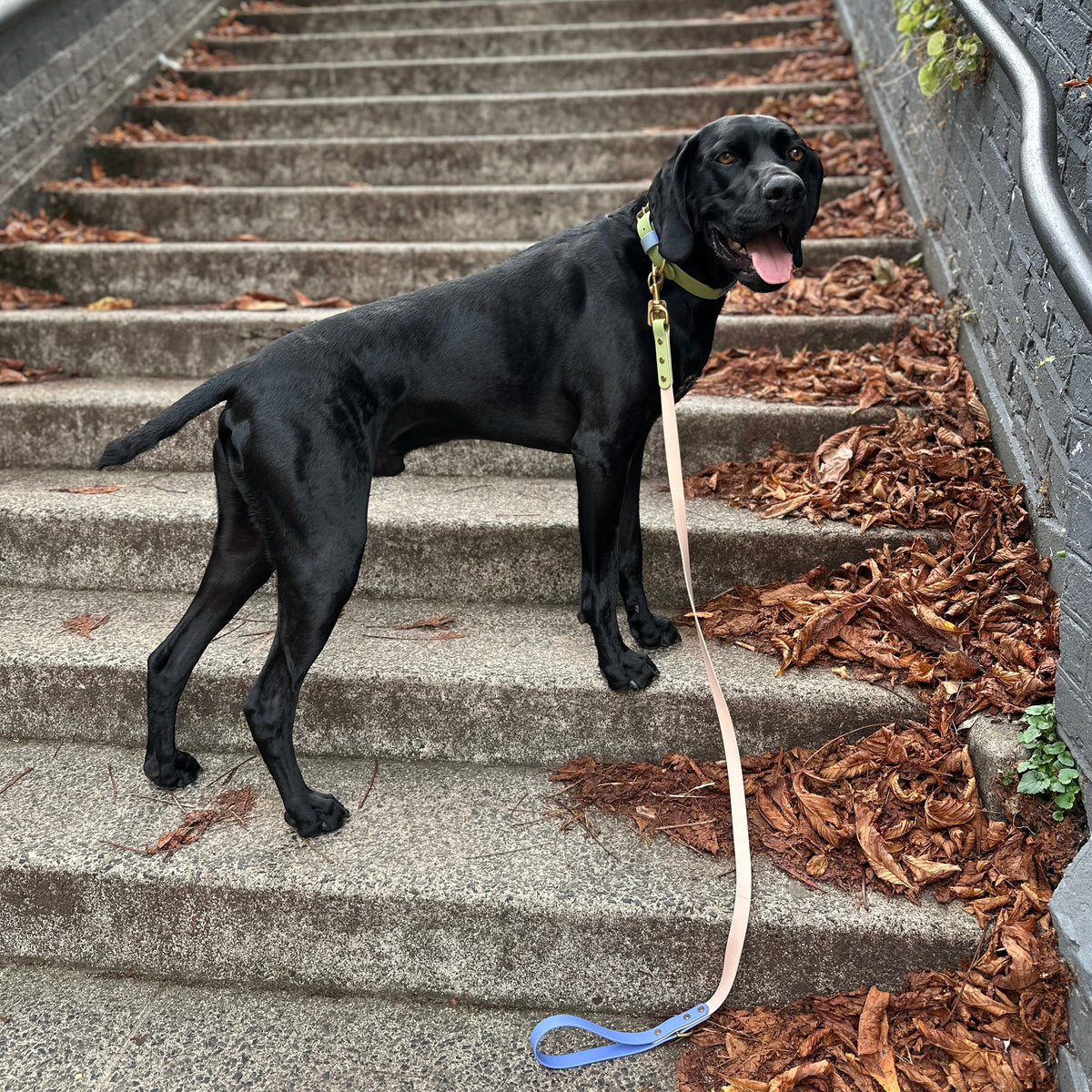 Blueberry Matcha BioThane® Hound Style Collar