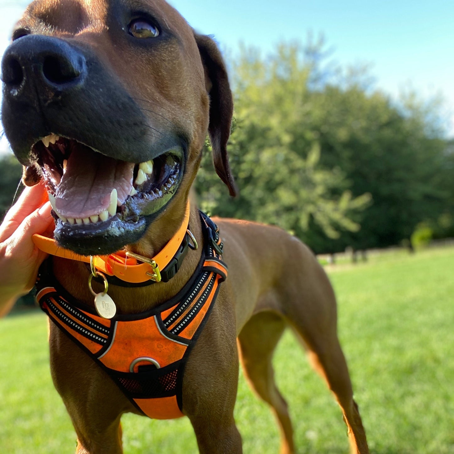 Orange BioThane® Collar