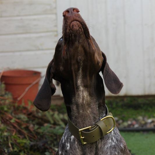 Wide 38mm BioThane® Collar