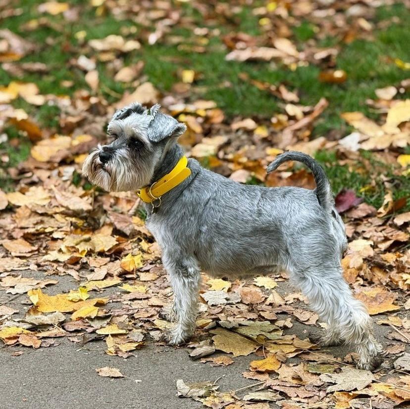 Sunflower BioThane® Collar