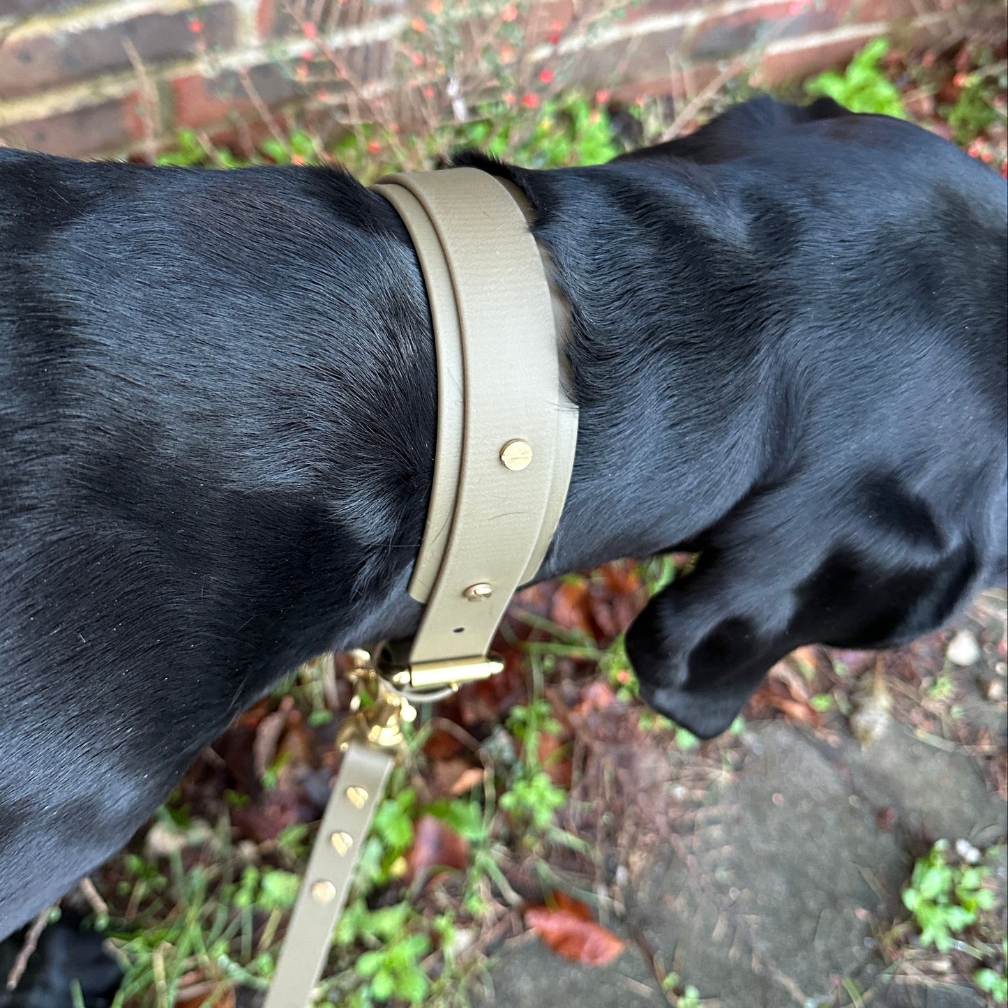 BioThane® Hound Style Collar