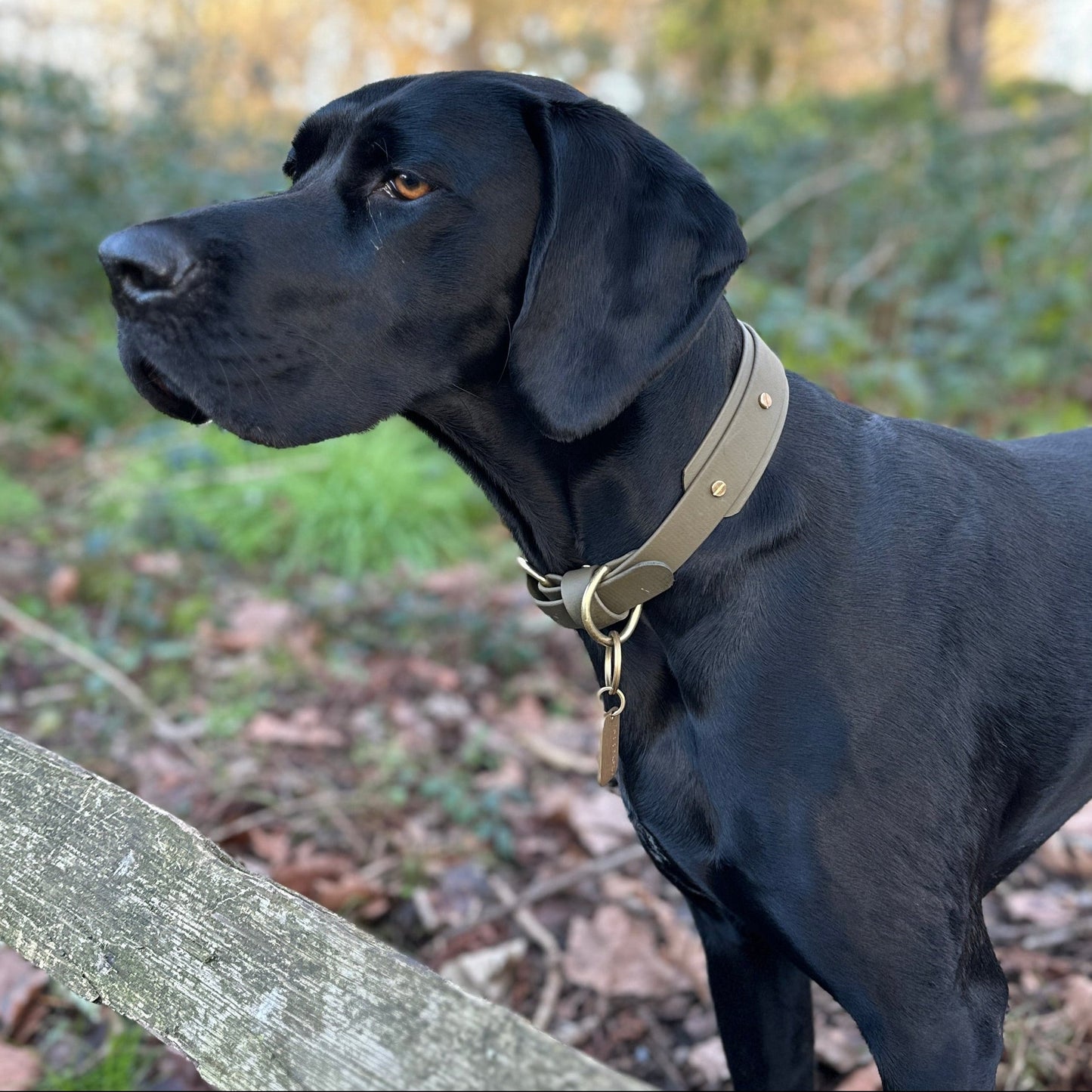 BioThane® Hound Style Collar