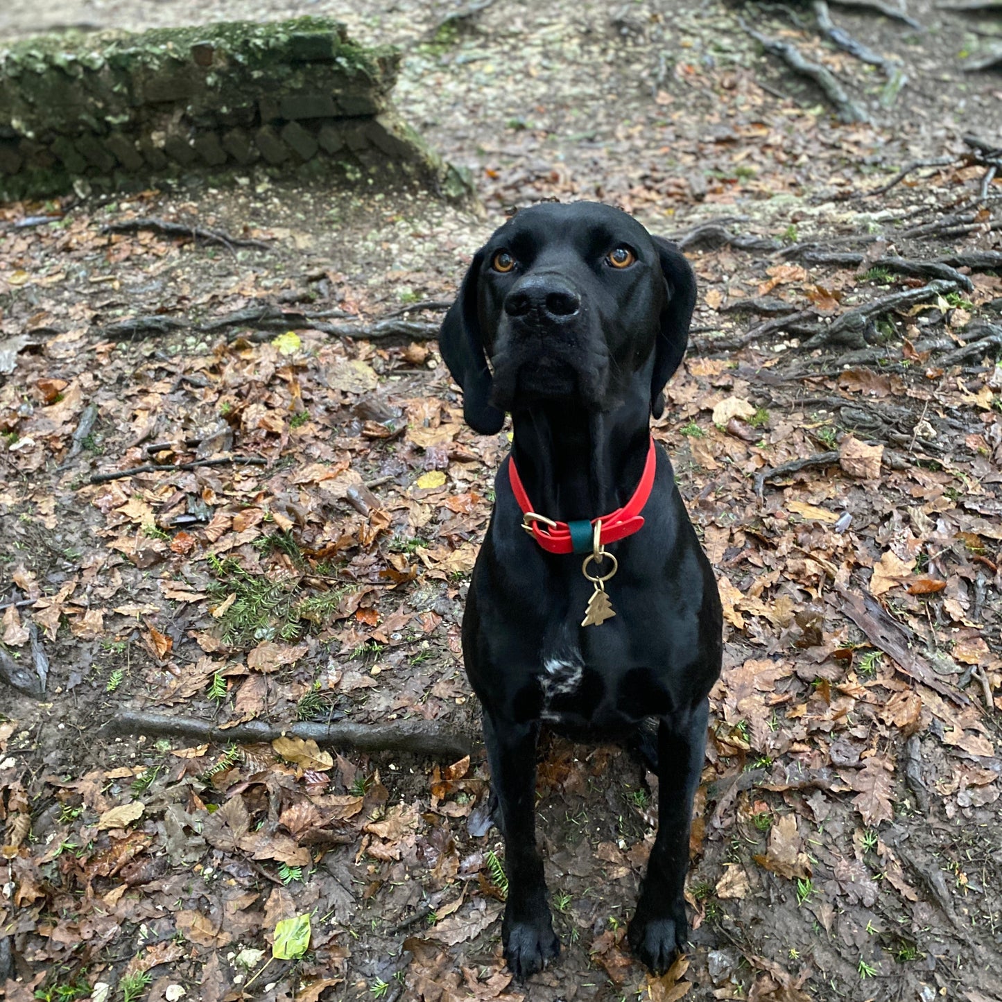 Christmas BioThane® Collar - Red