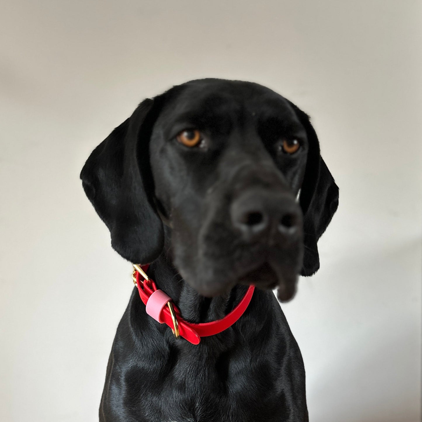 Love Colourblock BioThane® Collar