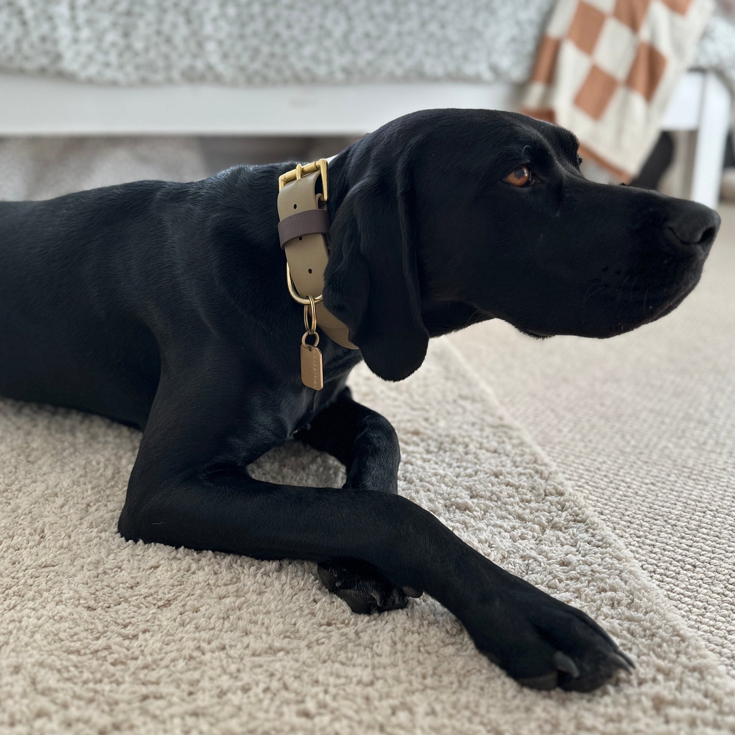 Loki Wide 38mm BioThane® Collar