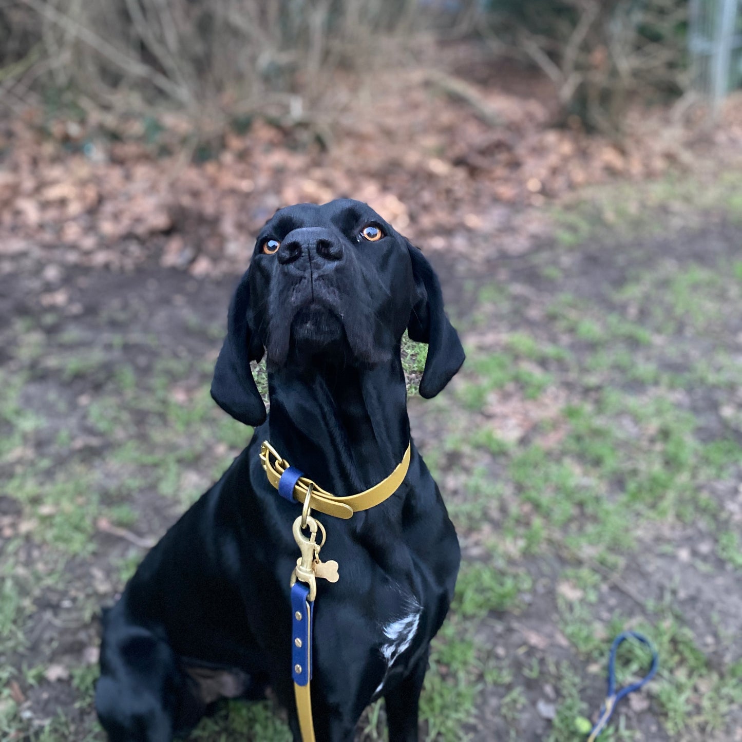 Frank Colourblock BioThane® Collar