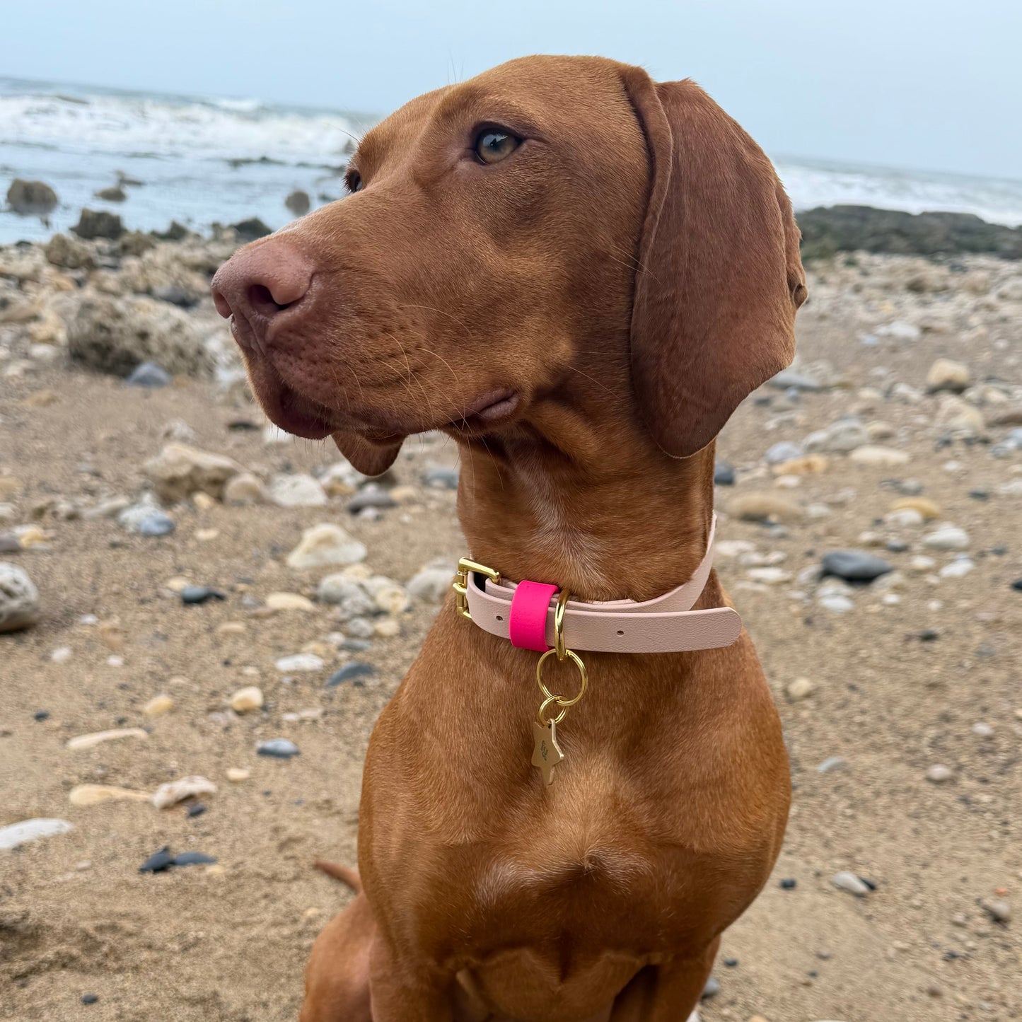 Mallow BioThane® Hound Style Collar