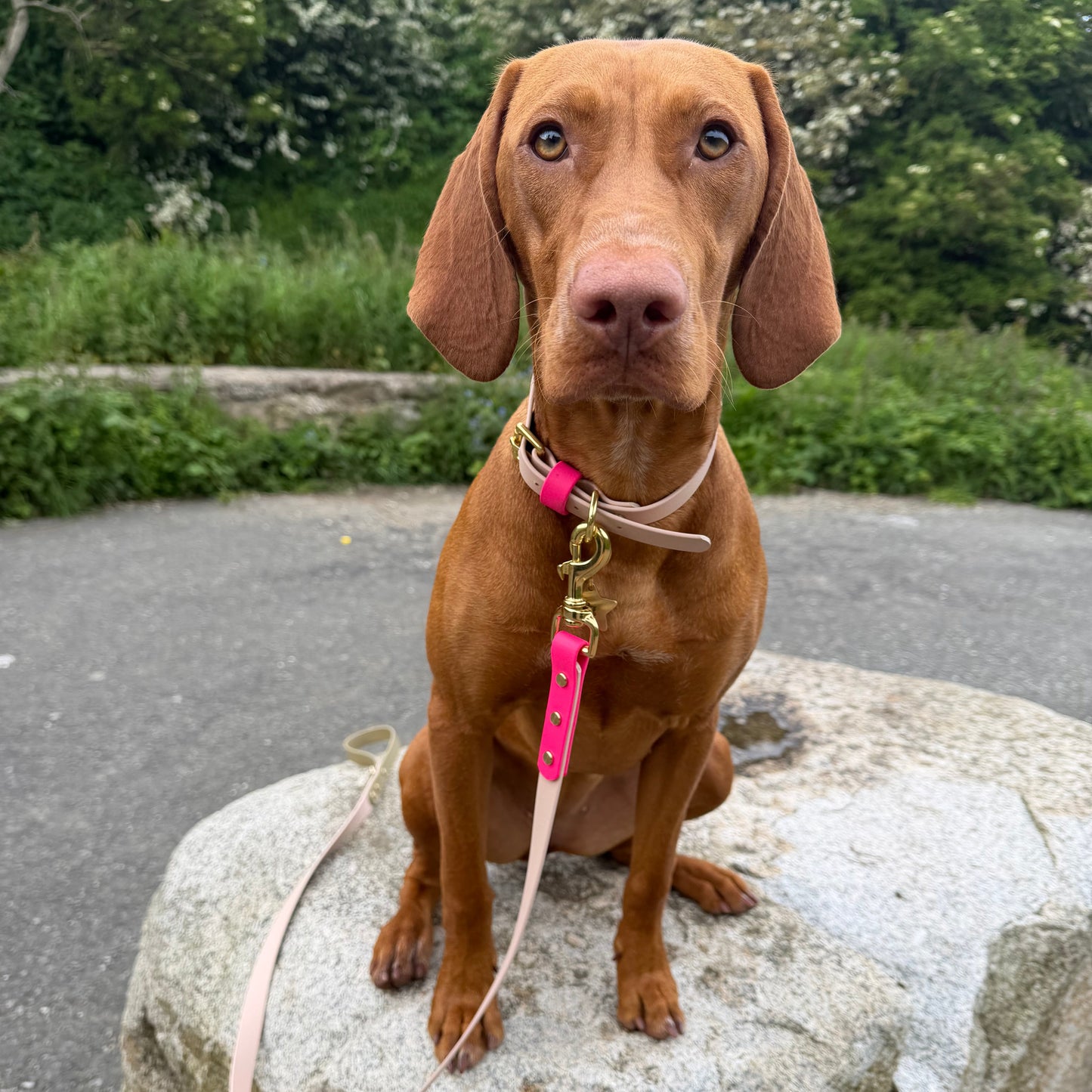 Mallow BioThane® Hound Style Collar