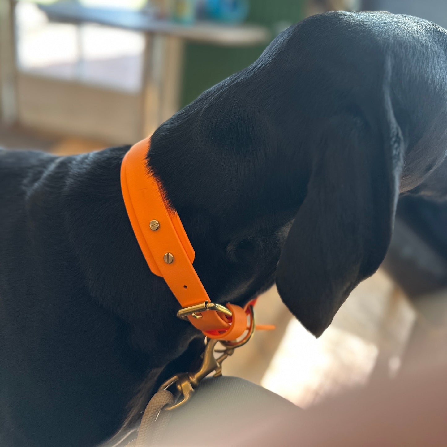BioThane® Hound Style Collar