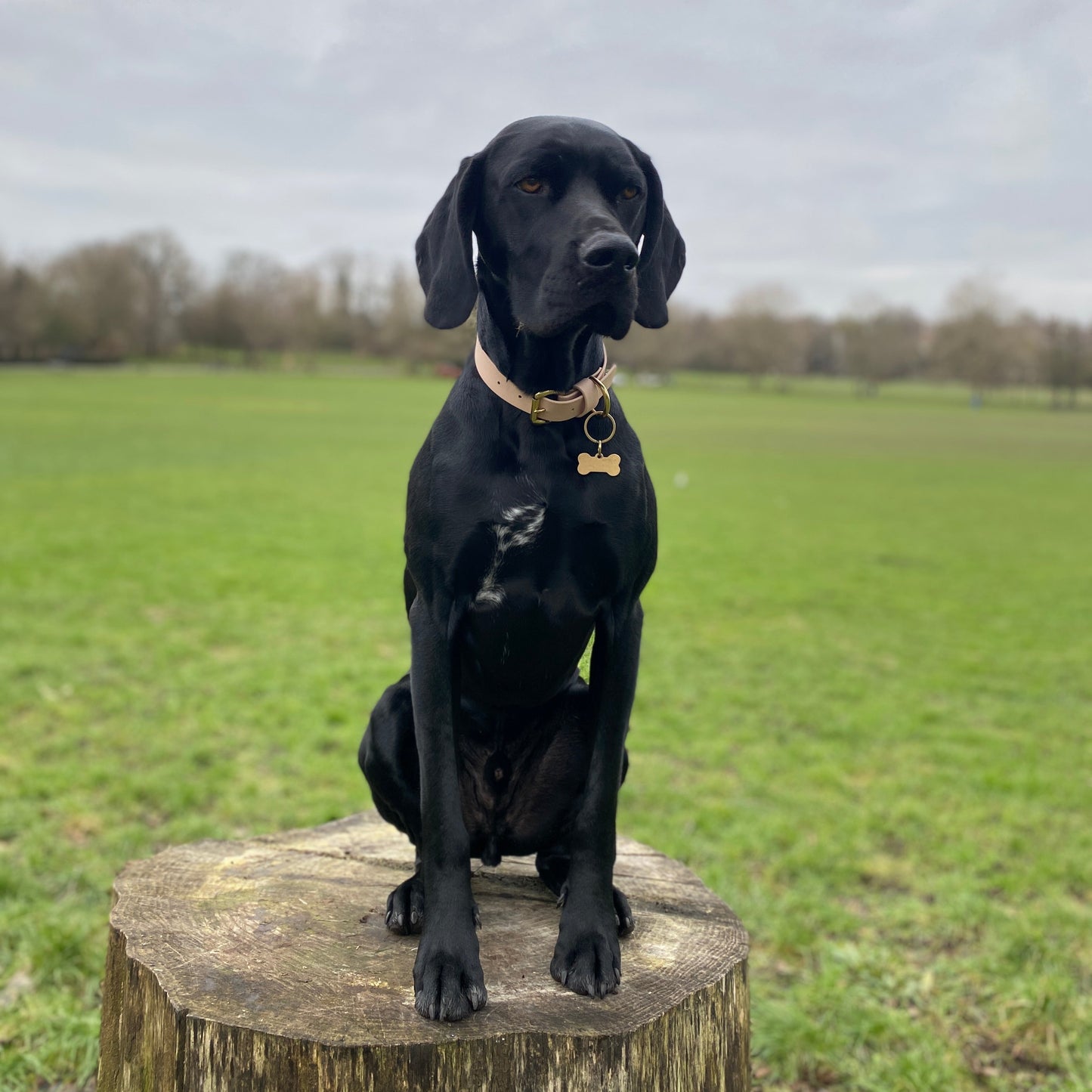 Latte BioThane® Collar