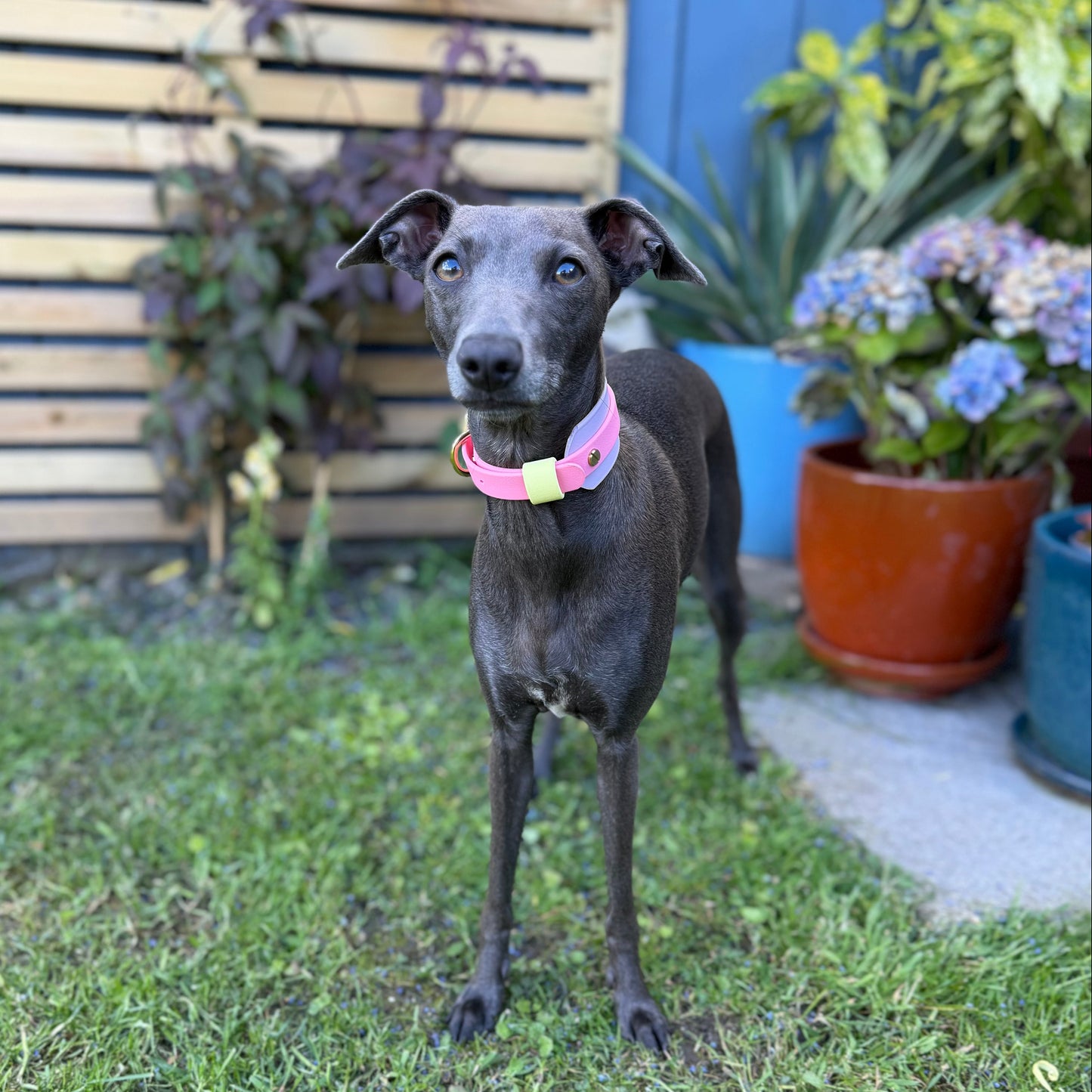 Pearl BioThane® Hound Style Collar