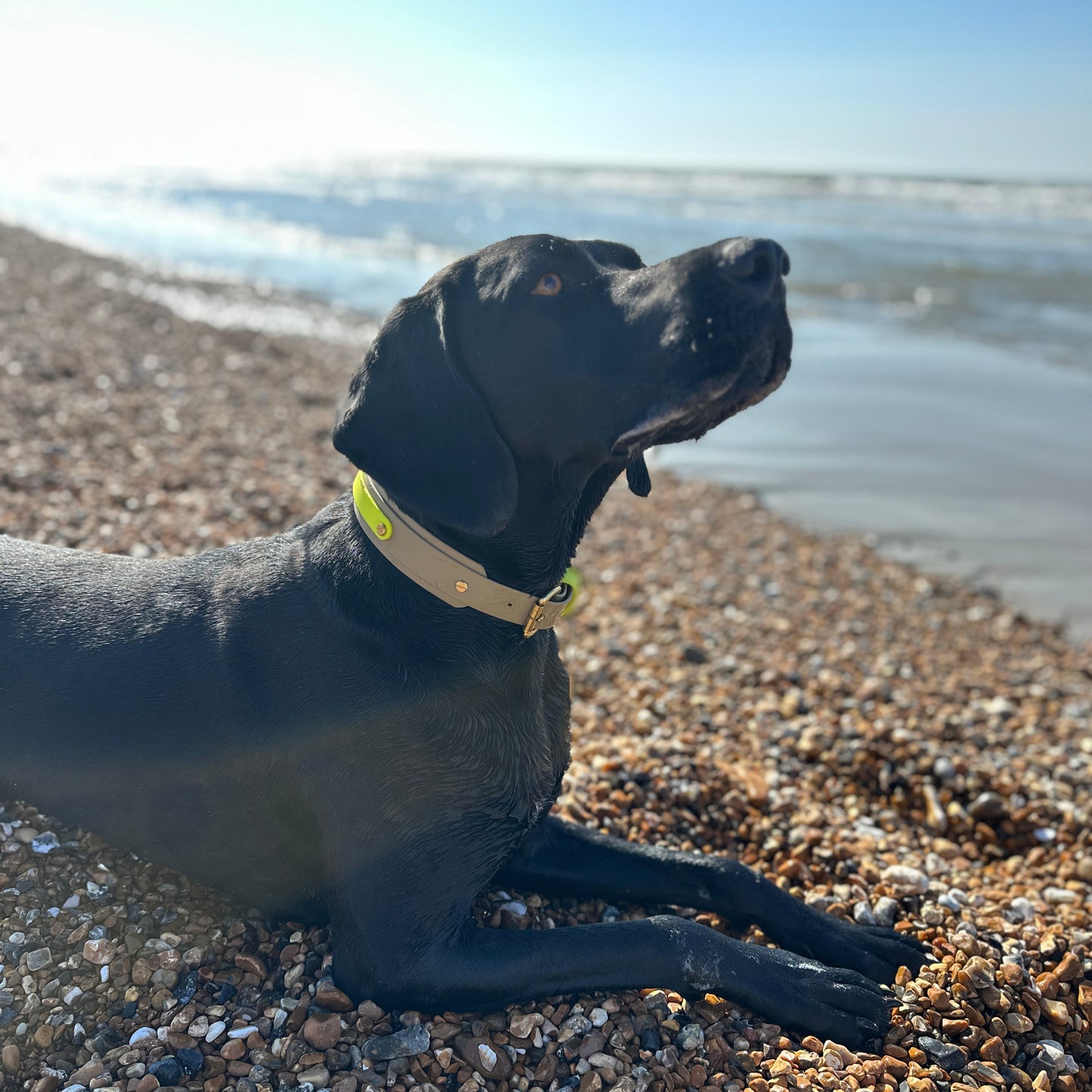 Neon Jungle BioThane® Hound Style Collar