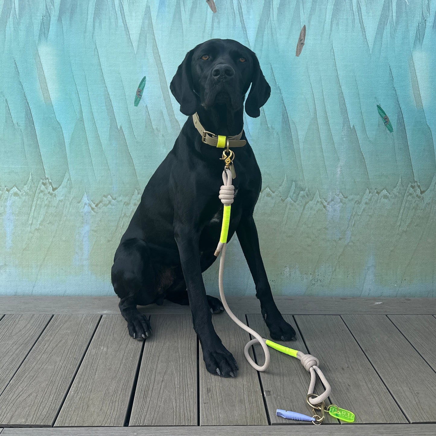Neon Jungle BioThane® Hound Style Collar
