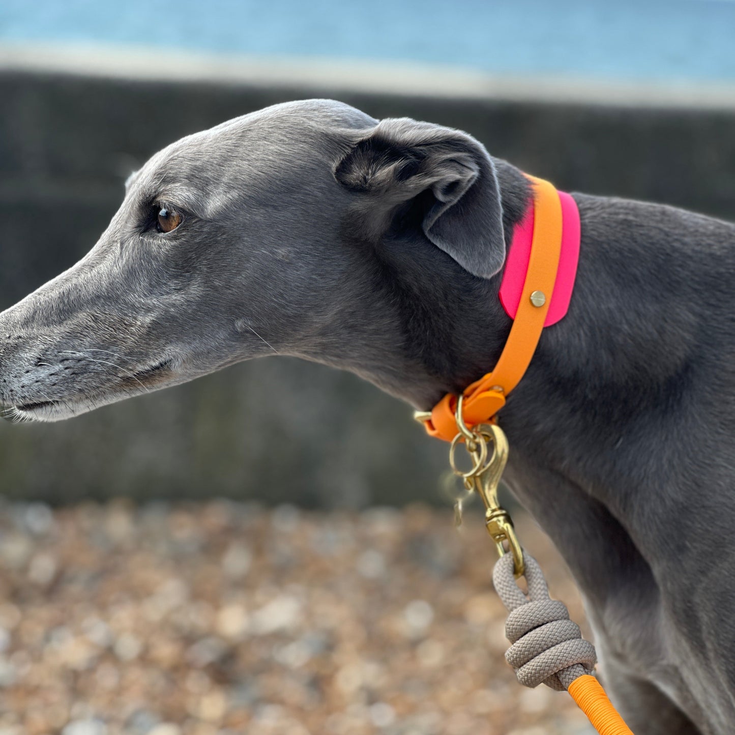 Macy BioThane® Hound Style Collar