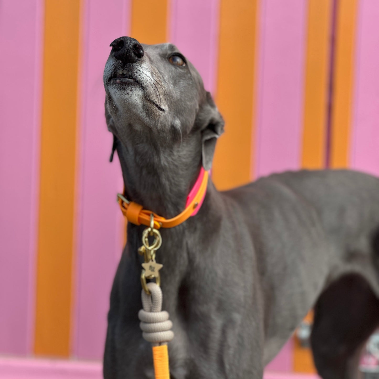 Macy BioThane® Hound Style Collar