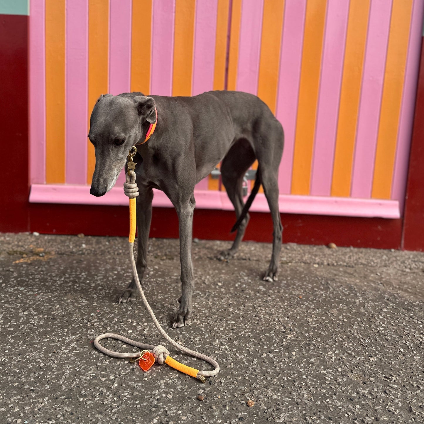 Macy BioThane® Hound Style Collar