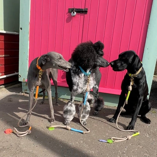 Rope Lead by Parti Dog Wear