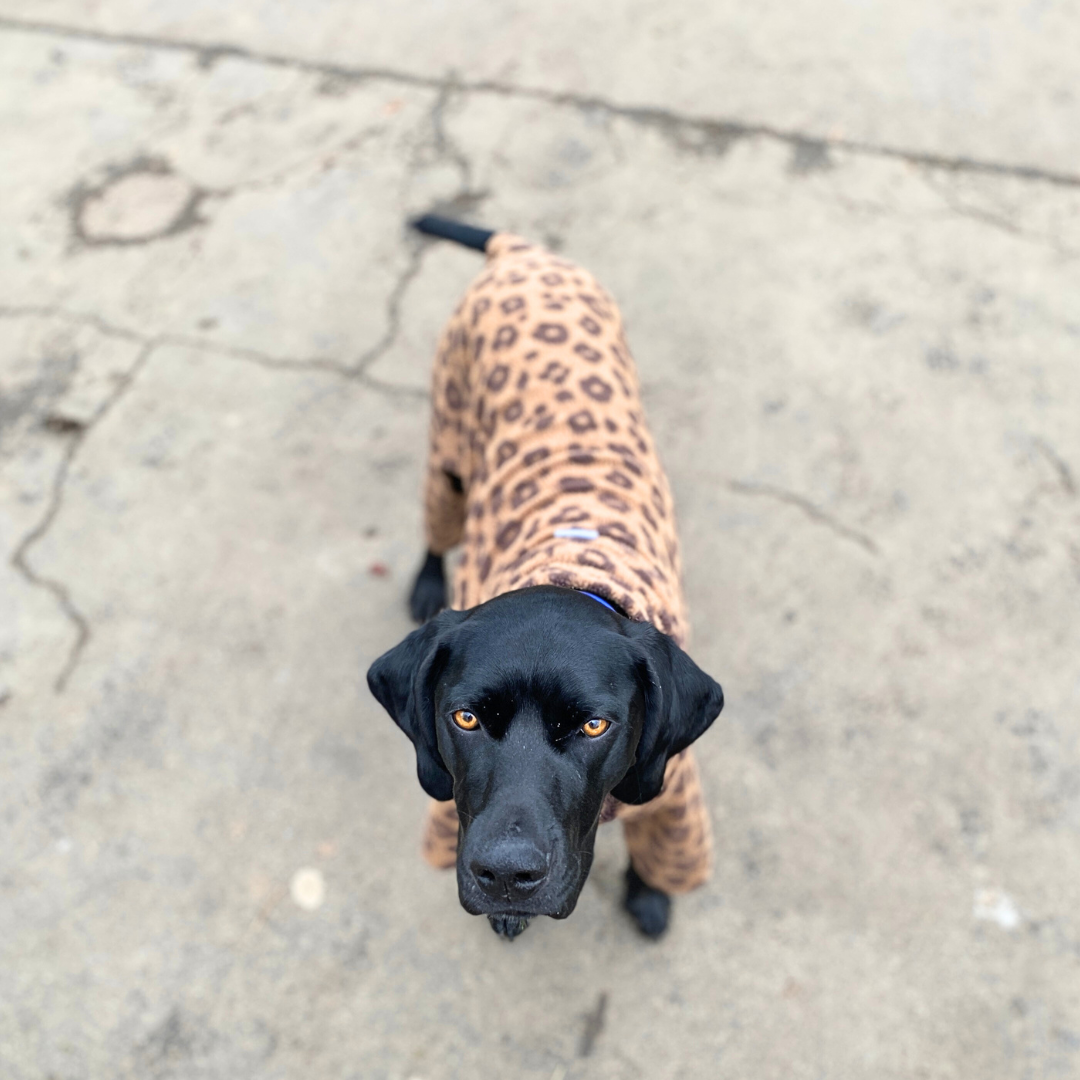 Leopard Print Fleece Dog Onesie