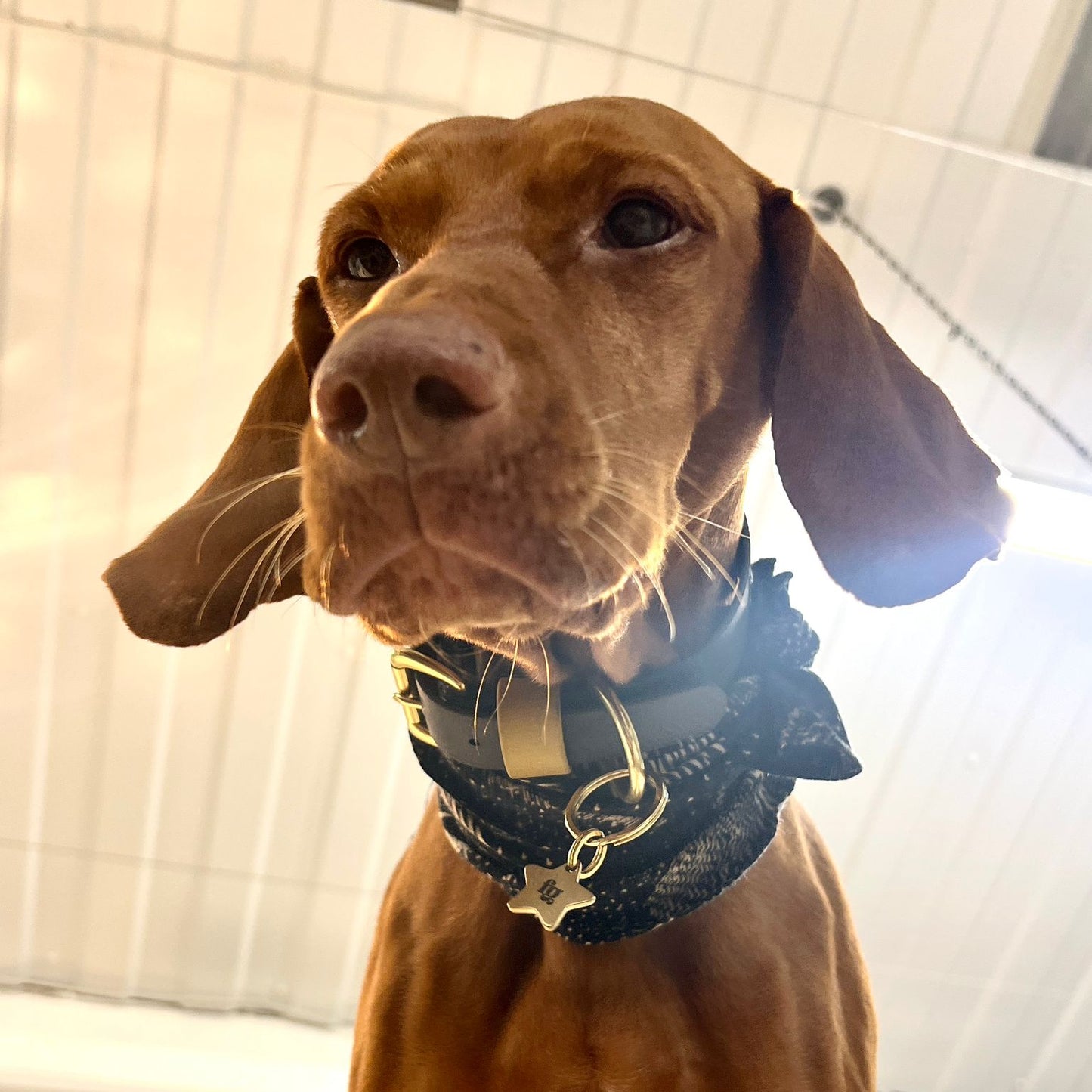 Sophie Darling  X  Franks Goods BioThane® Collar